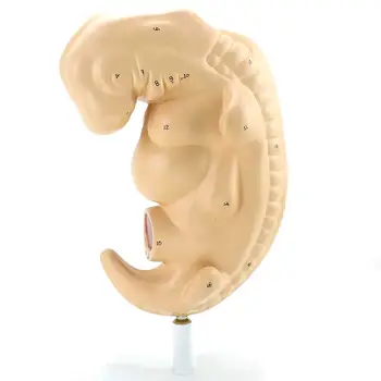 Беременность эмбрионом в натуральную величину, 4 недели, Период беременности, модель Медицинской школы