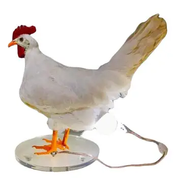 Куриная лампа Интересный Цыпленок Ночник Украшения комнаты Лампа для таксидермии Куриные яйца Курицы откладывают яйца Освещение домашнего декора